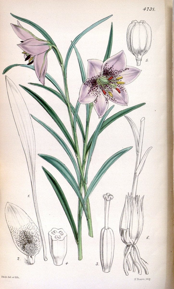 Curtis's botanical magazine. London ; New York [etc.] :Academic Press [etc.]. | "Botanical illustration" Botany Periodicals "Pictorial works" "Plants, Ornamental"  | Vintage Print Reproduction 455276