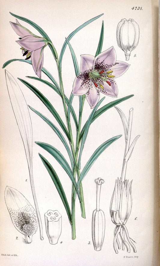 Curtis's botanical magazine. London ; New York [etc.] :Academic Press [etc.]. | "Botanical illustration" Botany Periodicals "Pictorial works" "Plants, Ornamental"  | Vintage Print Reproduction 455276