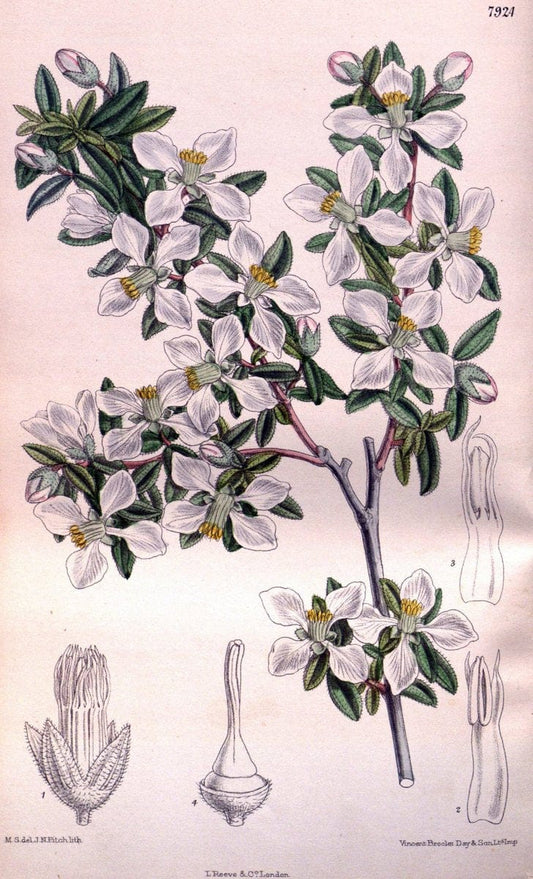 Curtis's botanical magazine. London ; New York [etc.] :Academic Press [etc.]. | "Botanical illustration" Botany Periodicals "Pictorial works" "Plants, Ornamental"  | Vintage Print Reproduction 455277