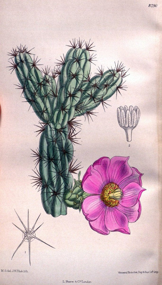 Curtis's botanical magazine. London ; New York [etc.] :Academic Press [etc.]. | "Botanical illustration" Botany Periodicals "Pictorial works" "Plants, Ornamental"  | Vintage Print Reproduction 455279