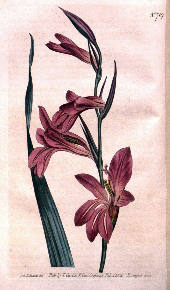 Curtis's botanical magazine..London ;New York [etc.] :Academic Press [etc.]. |  | Vintage Print Reproduction 455280