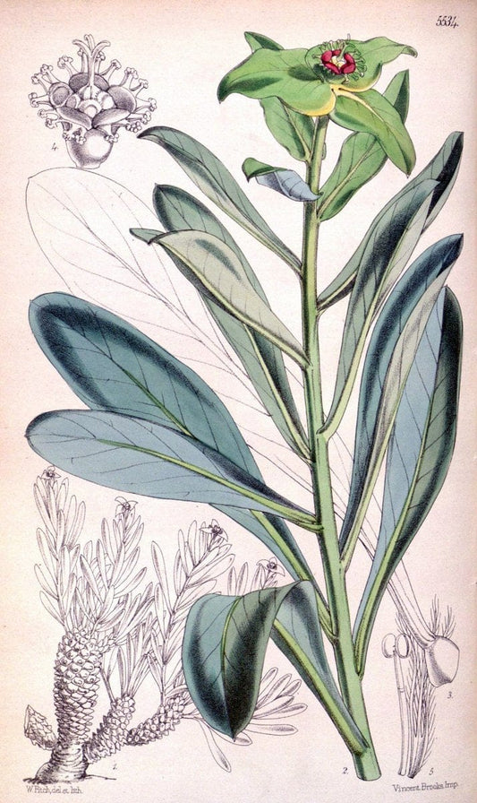 Curtis's botanical magazine..London ;New York [etc.] :Academic Press [etc.]. |  | Vintage Print Reproduction 455281
