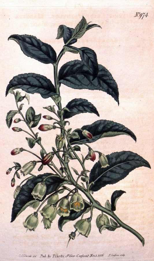 Curtis's botanical magazine. London ;New York [etc.] :Academic Press [etc.]. | Botany Periodicals "Pictorial works"  | Vintage Print Reproduction 455283