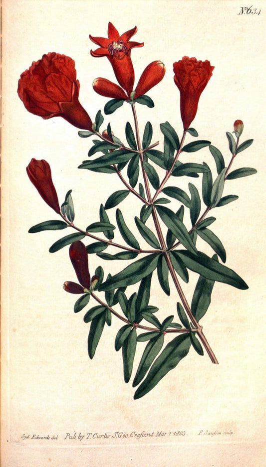 Curtis's botanical magazine. London ;New York [etc.] :Academic Press [etc.]. | Botany Periodicals "Pictorial works"  | Vintage Print Reproduction 455284