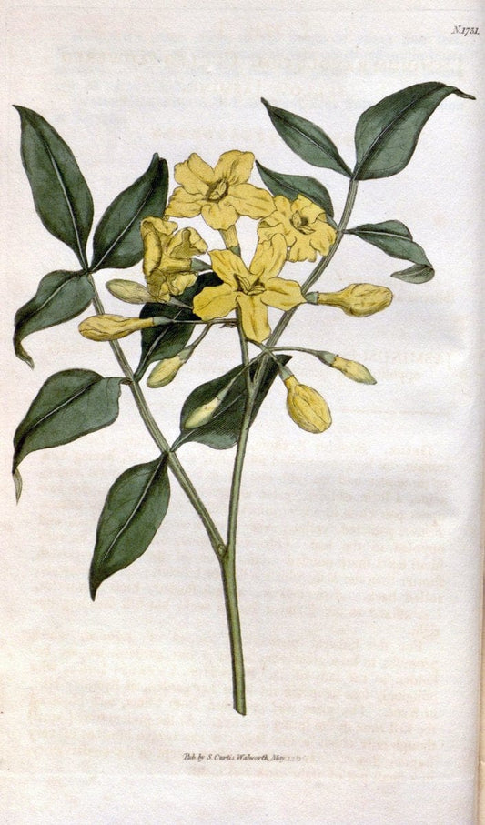 Curtis's botanical magazine. London ; New York [etc.] :Academic Press [etc.]. | "Botanical illustration" Botany Periodicals "Pictorial works" "Plants, Ornamental"  | Vintage Print Reproduction 455285