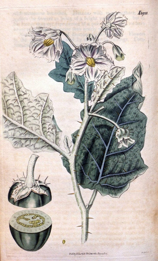Curtis's botanical magazine. London ; New York [etc.] :Academic Press [etc.]. | "Botanical illustration" Botany Periodicals "Pictorial works" "Plants, Ornamental"  | Vintage Print Reproduction 455286