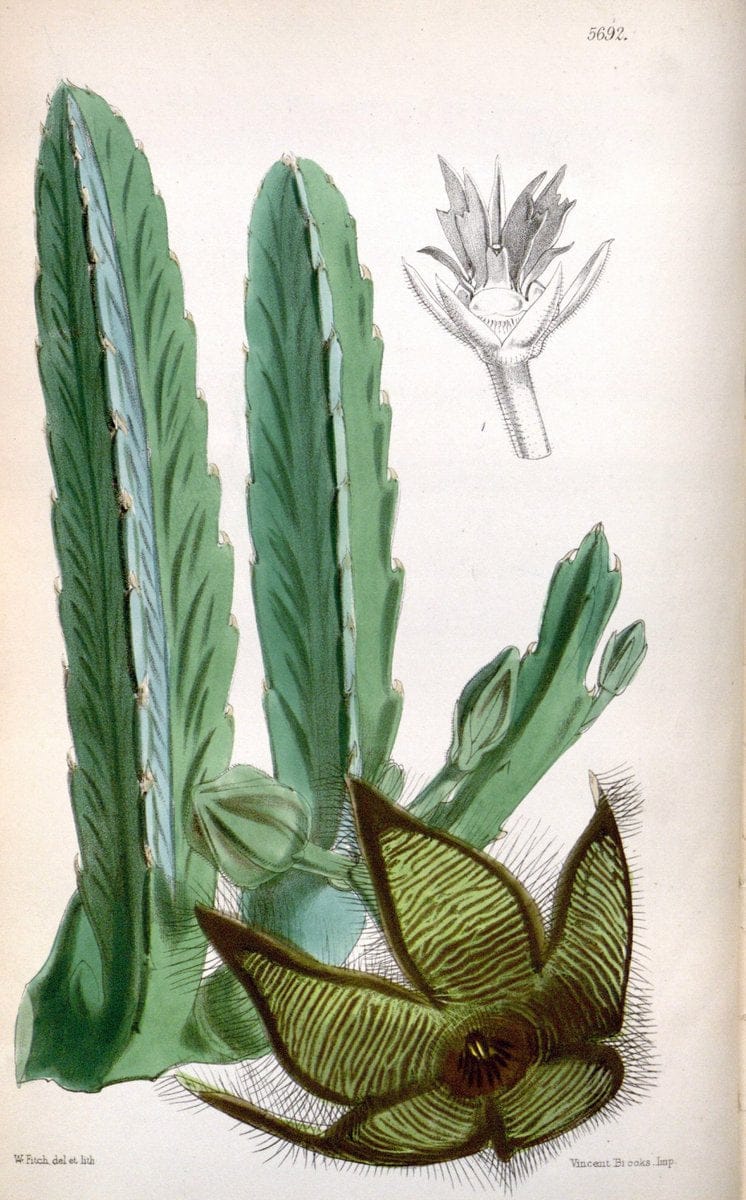 Curtis's botanical magazine. London ; New York [etc.] :Academic Press [etc.]. | "Botanical illustration" Botany Periodicals "Pictorial works" "Plants, Ornamental"  | Vintage Print Reproduction 455288