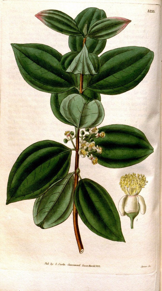 Curtis's botanical magazine. London ; New York [etc.] :Academic Press [etc.]. | "Botanical illustration" Botany Periodicals "Pictorial works" "Plants, Ornamental"  | Vintage Print Reproduction 455289