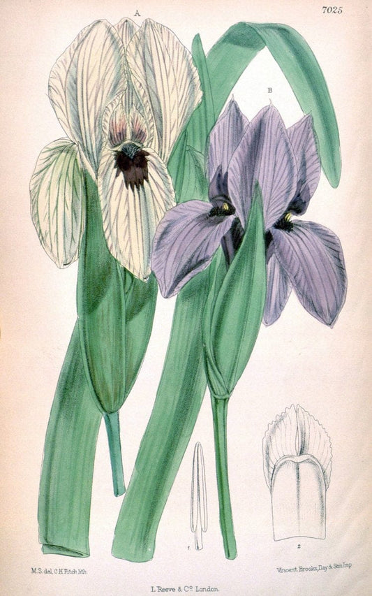 Curtis's botanical magazine. London ; New York [etc.] :Academic Press [etc.]. | "Botanical illustration" Botany Periodicals "Pictorial works" "Plants, Ornamental"  | Vintage Print Reproduction 455291