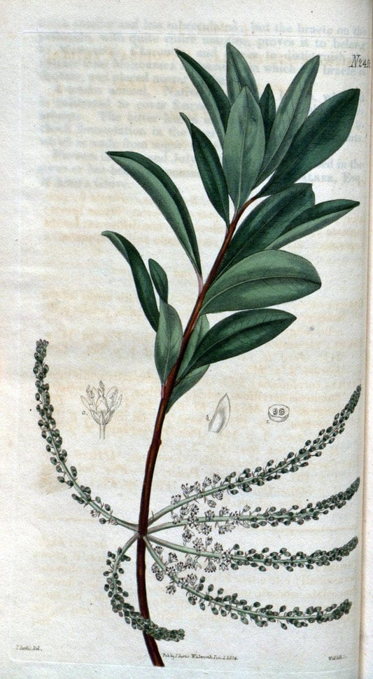 Curtis's botanical magazine. London ; New York [etc.] :Academic Press [etc.]. | "Botanical illustration" Botany Periodicals "Pictorial works" "Plants, Ornamental"  | Vintage Print Reproduction 455292