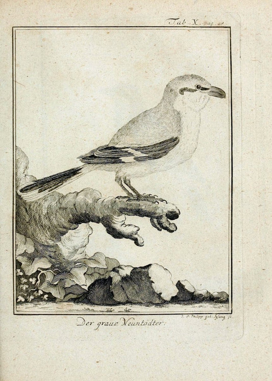 BÃ¼ffons Naturgeschichte der VÃ¶gel :.Leipzig :bey Hermann Heinrich Holle,1775-1782.. |  | Vintage Print Reproduction 455293
