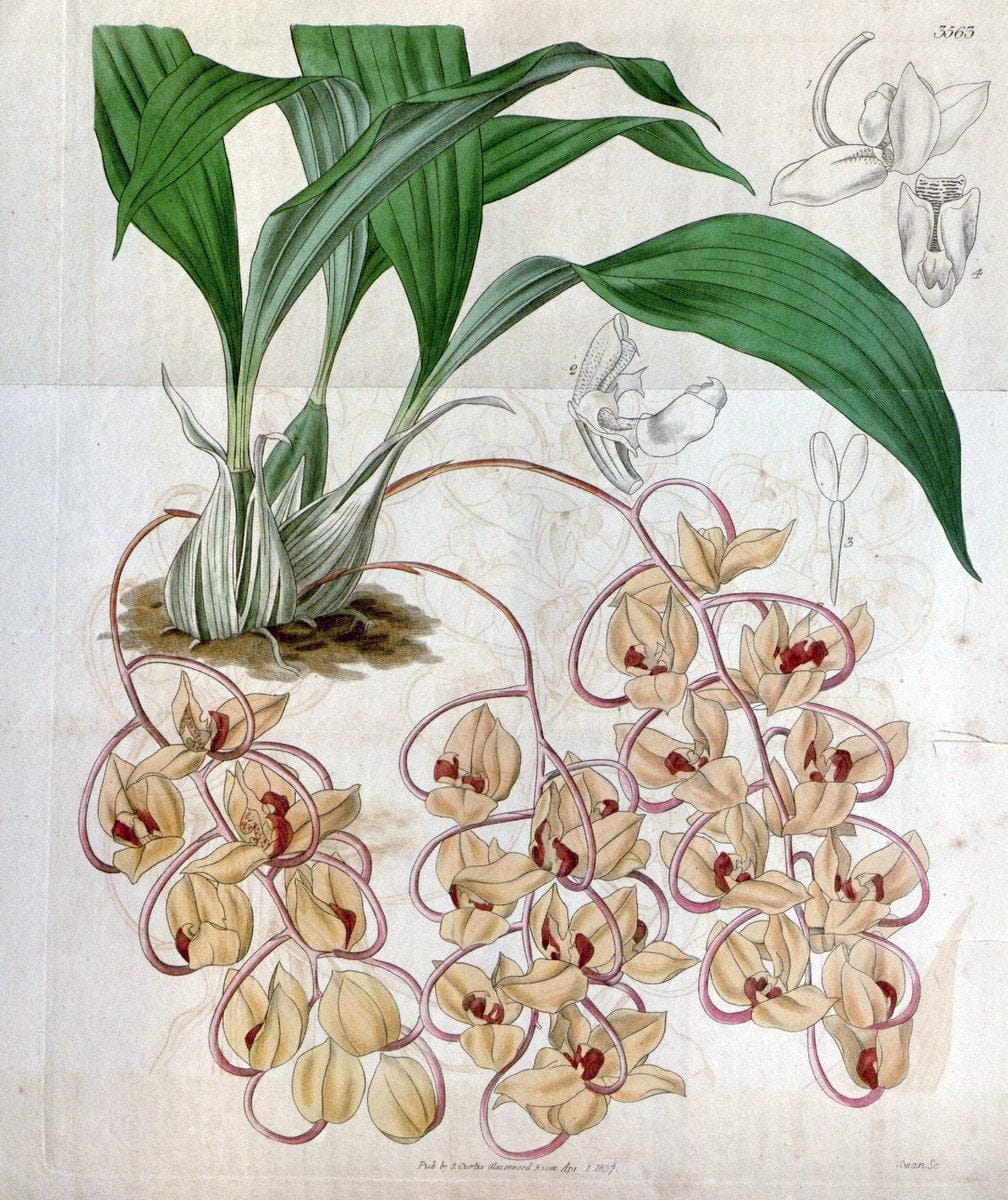 Curtis's botanical magazine. London ; New York [etc.] :Academic Press [etc.]. | "Botanical illustration" Botany Periodicals "Pictorial works" "Plants, Ornamental"  | Vintage Print Reproduction 455295