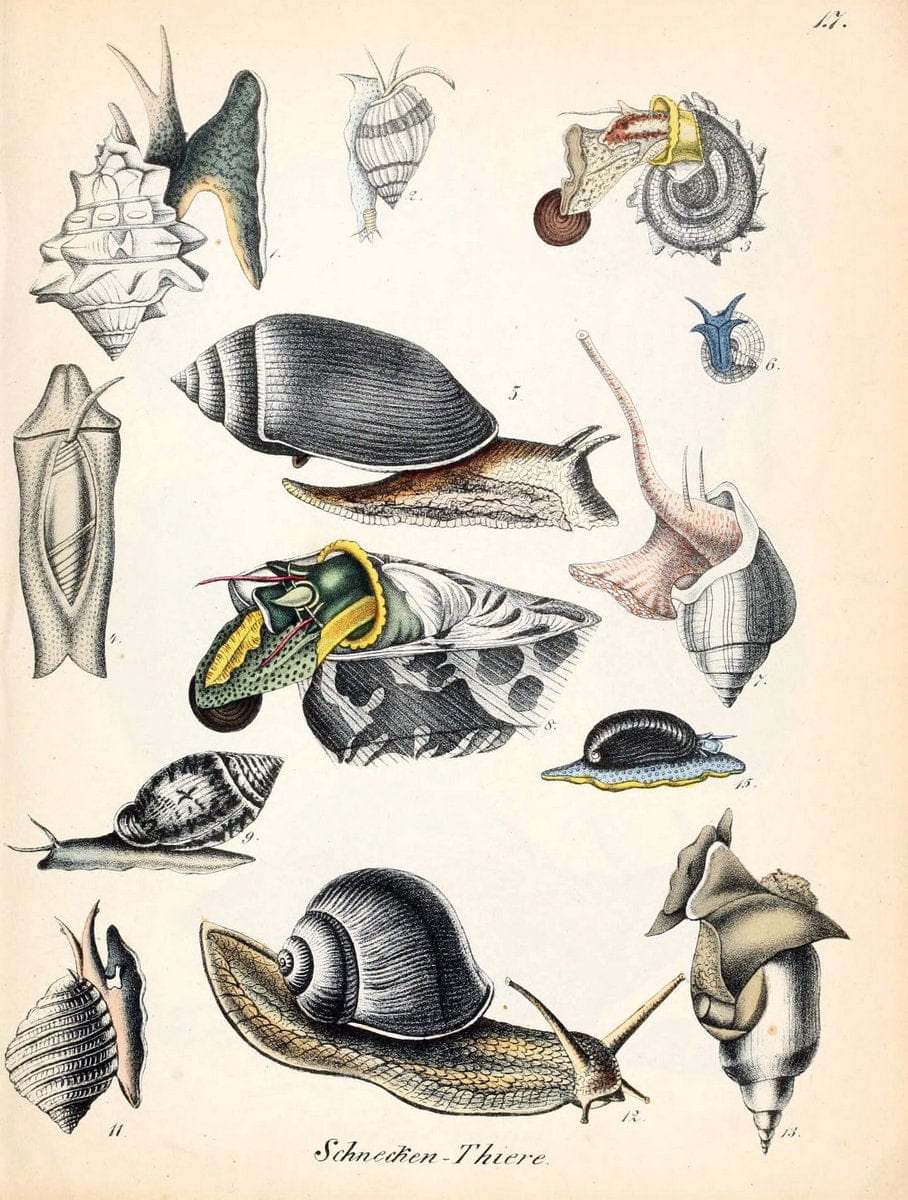 Conchylienbuch, oder, Allgemeine und besondere Naturgeschichte der Muscheln und Schnecke | Mollusks "Pictorial works"  | Vintage Print Reproduction 455296