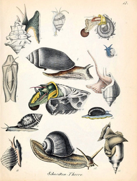 Conchylienbuch, oder, Allgemeine und besondere Naturgeschichte der Muscheln und Schnecke | Mollusks "Pictorial works"  | Vintage Print Reproduction 455296