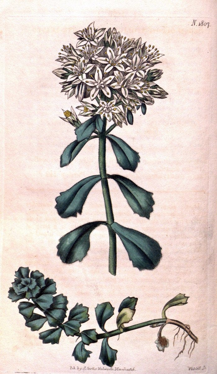 Curtis's botanical magazine. London ; New York [etc.] :Academic Press [etc.]. | "Botanical illustration" Botany Periodicals "Pictorial works" "Plants, Ornamental"  | Vintage Print Reproduction 455297