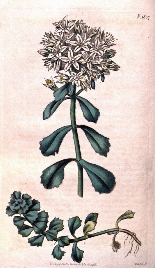 Curtis's botanical magazine. London ; New York [etc.] :Academic Press [etc.]. | "Botanical illustration" Botany Periodicals "Pictorial works" "Plants, Ornamental"  | Vintage Print Reproduction 455297