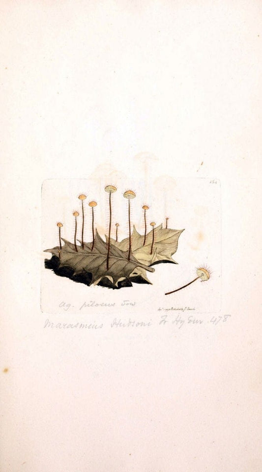 Coloured figures of English fungi or mushrooms. London,Printed by J. Davis,1797-[1809]. | England Mushrooms  | Vintage Print Reproduction 455298