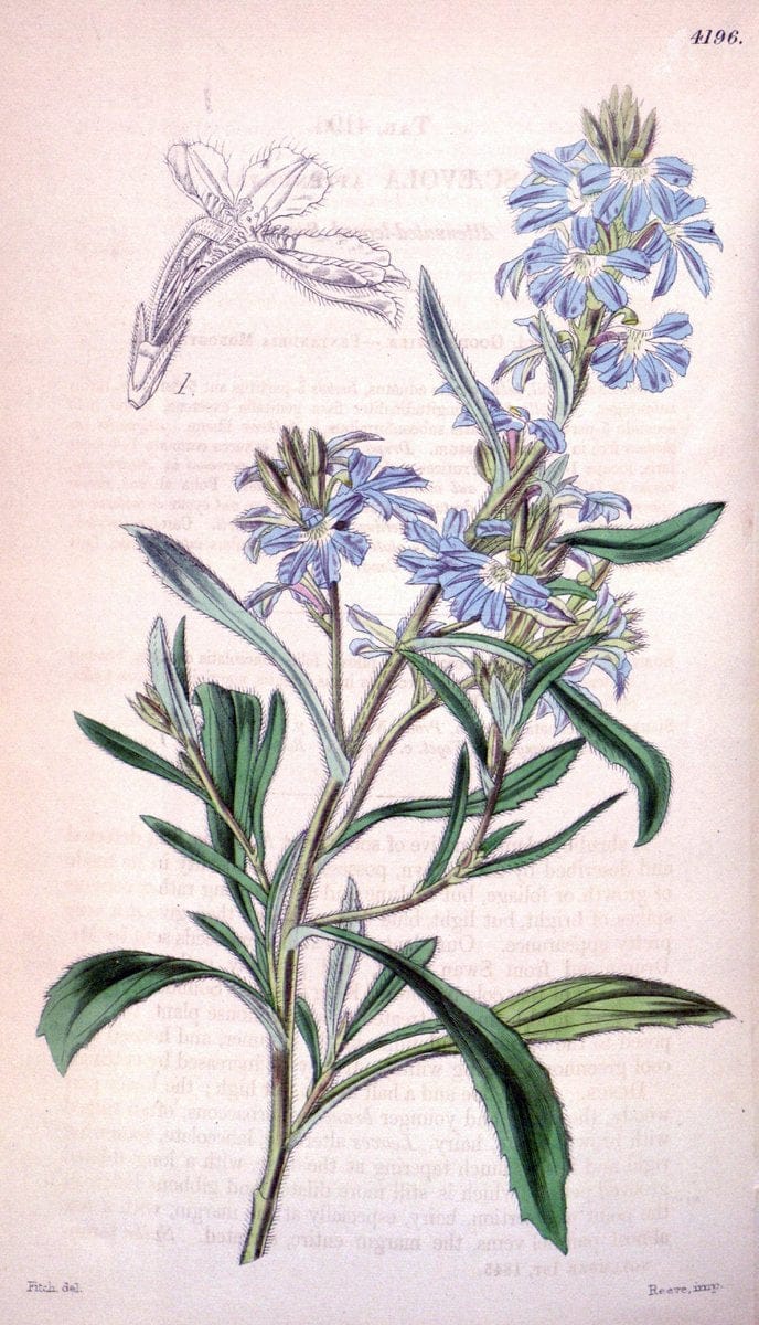 Curtis's botanical magazine. London ; New York [etc.] :Academic Press [etc.]. | "Botanical illustration" Botany Periodicals "Pictorial works" "Plants, Ornamental"  | Vintage Print Reproduction 455299