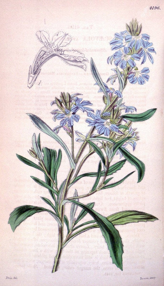 Curtis's botanical magazine. London ; New York [etc.] :Academic Press [etc.]. | "Botanical illustration" Botany Periodicals "Pictorial works" "Plants, Ornamental"  | Vintage Print Reproduction 455299