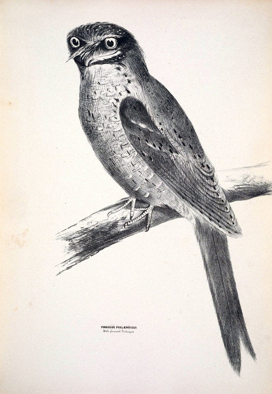 Companion to Gould's Handbook; or, Synopsis of the birds of Australia. Brisbane,Thorne & Greenwell,1877.  | Australia Birds | Vintage Print Reproduction 455300