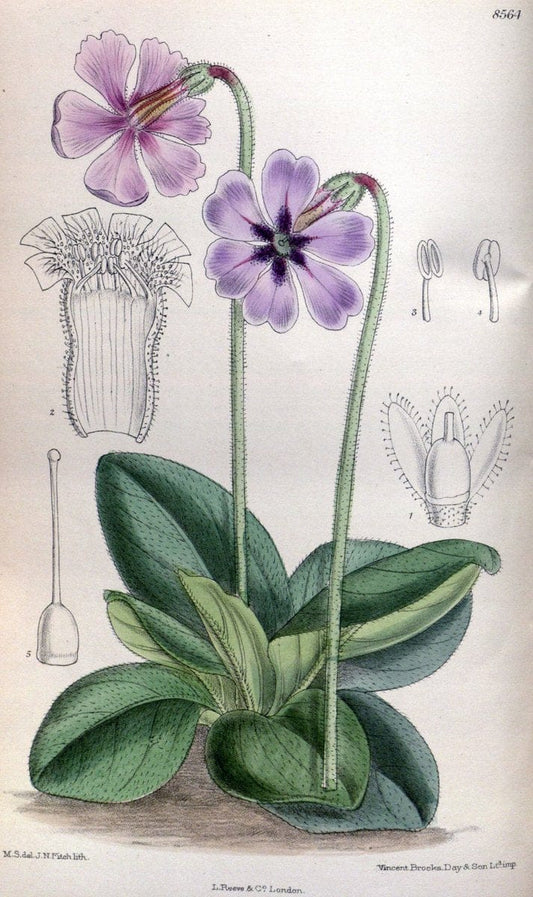 Curtis's botanical magazine. London ; New York [etc.] :Academic Press [etc.]. | "Botanical illustration" Botany Periodicals "Pictorial works" "Plants, Ornamental"  | Vintage Print Reproduction 455305
