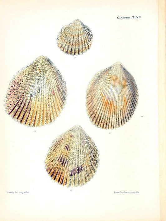 Conchologia iconica, or, Illustrations of the shells of molluscous animals /.London :Reeve, Brothers,1843-1878.. |  | Vintage Print Reproduction 455306