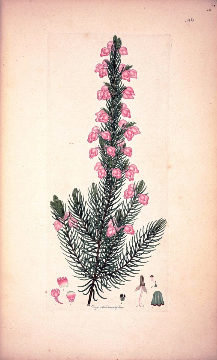 Coloured engravings of heaths :.London :Published by the Author. Printed by T. Bensley,1802-09 [1830]. |  | Vintage Print Reproduction 455307