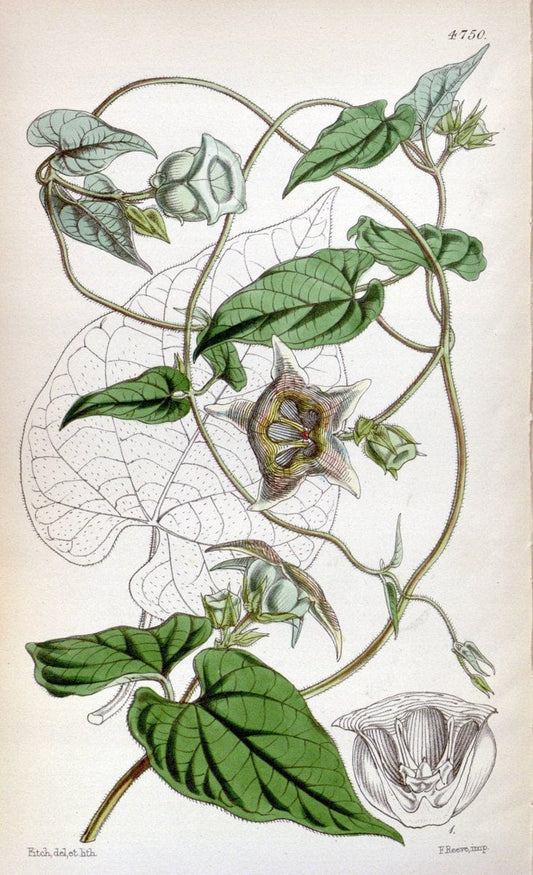 Curtis's botanical magazine. London ; New York [etc.] :Academic Press [etc.]. | "Botanical illustration" Botany Periodicals "Pictorial works" "Plants, Ornamental"  | Vintage Print Reproduction 455308