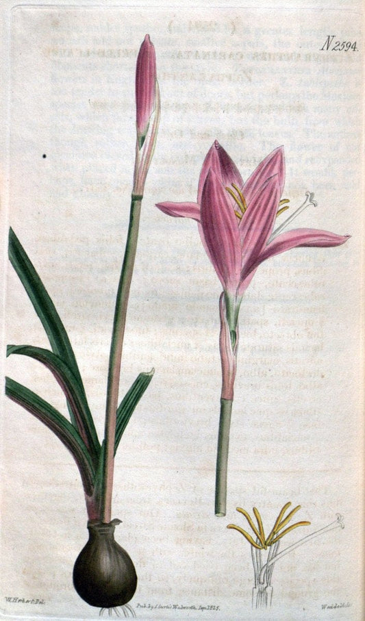 Curtis's botanical magazine. London ; New York [etc.] :Academic Press [etc.]. | "Botanical illustration" Botany Periodicals "Pictorial works" "Plants, Ornamental"  | Vintage Print Reproduction 455309