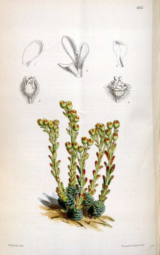 Curtis's botanical magazine. London ; New York [etc.] :Academic Press [etc.]. | "Botanical illustration" Botany Periodicals "Pictorial works" "Plants, Ornamental"  | Vintage Print Reproduction 455310
