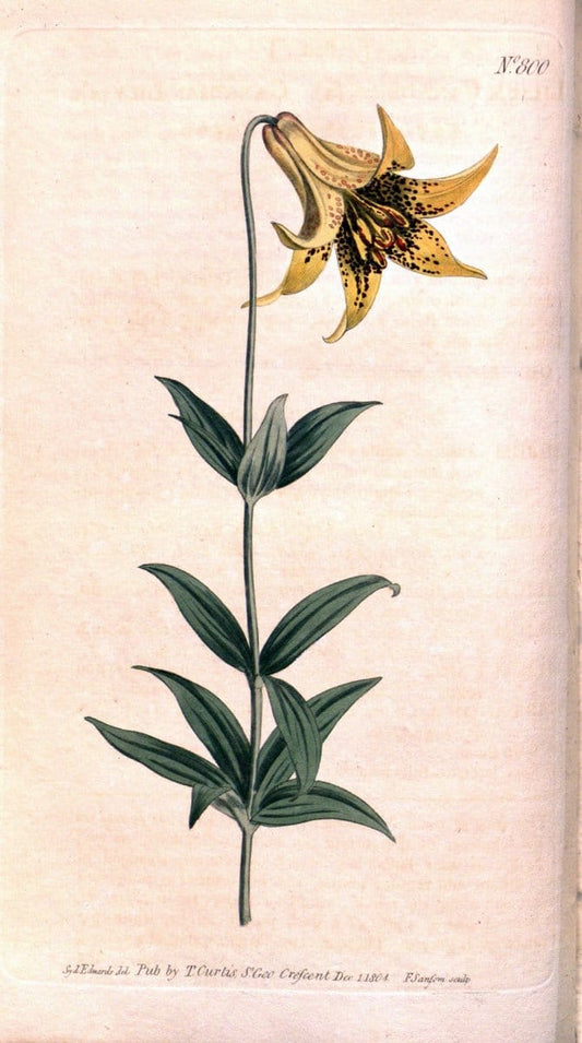 Curtis's botanical magazine. London ;New York [etc.] :Academic Press [etc.]. | Botany Periodicals "Pictorial works"  | Vintage Print Reproduction 455311