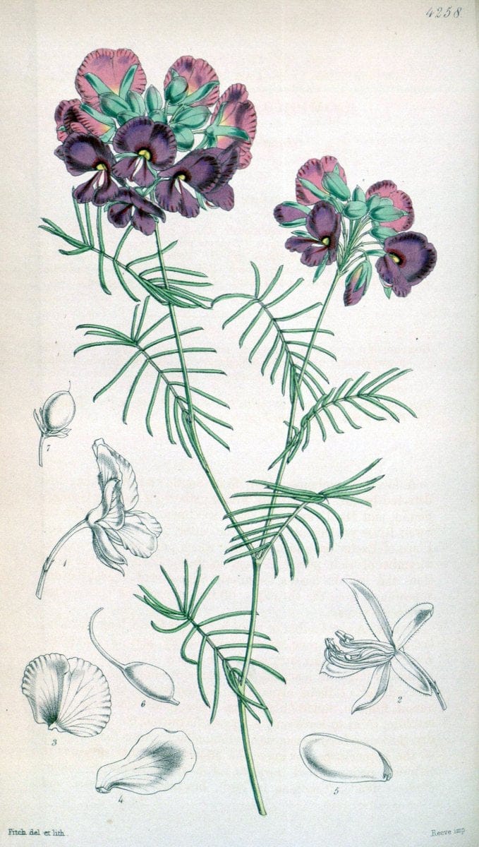 Curtis's botanical magazine. London ;New York [etc.] :Academic Press [etc.]. | Botany Periodicals "Pictorial works"  | Vintage Print Reproduction 455313