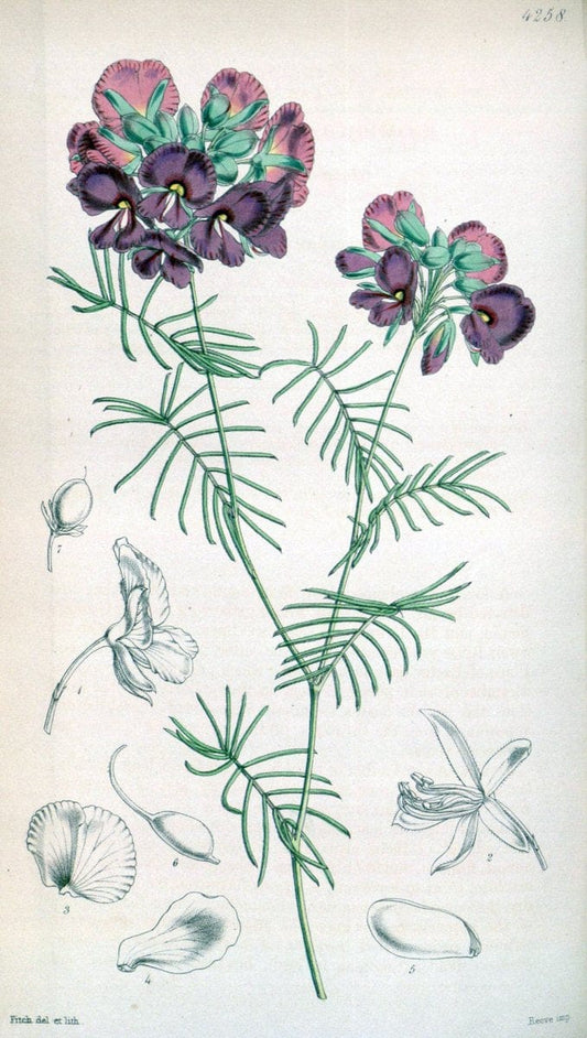 Curtis's botanical magazine. London ;New York [etc.] :Academic Press [etc.]. | Botany Periodicals "Pictorial works"  | Vintage Print Reproduction 455313