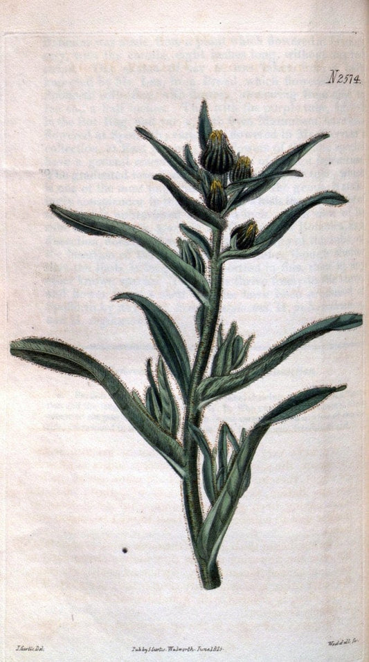 Curtis's botanical magazine. London ; New York [etc.] :Academic Press [etc.]. | "Botanical illustration" Botany Periodicals "Pictorial works" "Plants, Ornamental"  | Vintage Print Reproduction 455315