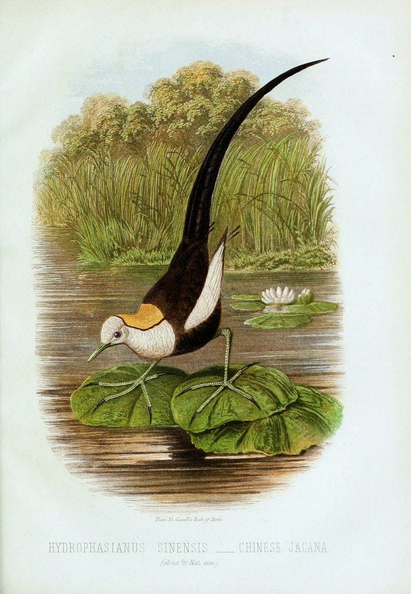 Cassell's book of birds :.London,Cassell, Petter and Galpin,[1875]. | Birds  | Vintage Print Reproduction 455316