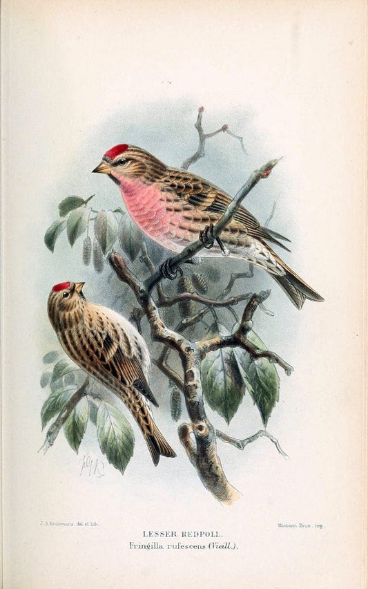 Coloured figures of the birds of the British Islands / issued by Lord Lilford. London :R | 59.82(42) Birds "Great Britain" "Pictorial works"  | Vintage Print Reproduction 455318