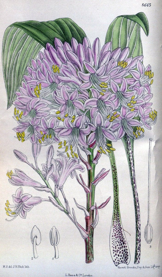 Curtis's botanical magazine. London ; New York [etc.] :Academic Press [etc.]. | "Botanical illustration" Botany Periodicals "Pictorial works" "Plants, Ornamental"  | Vintage Print Reproduction 455320