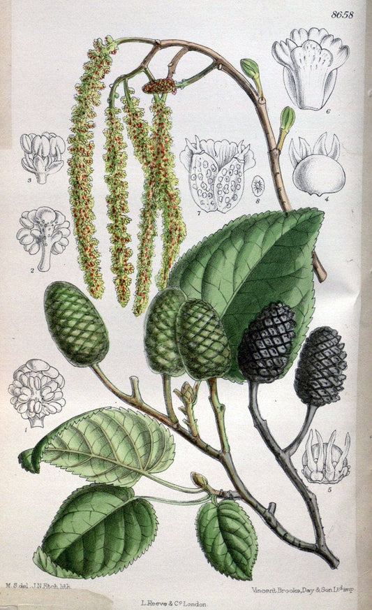 Curtis's botanical magazine. London ; New York [etc.] :Academic Press [etc.]. | "Botanical illustration" Botany Periodicals "Pictorial works" "Plants, Ornamental"  | Vintage Print Reproduction 455321