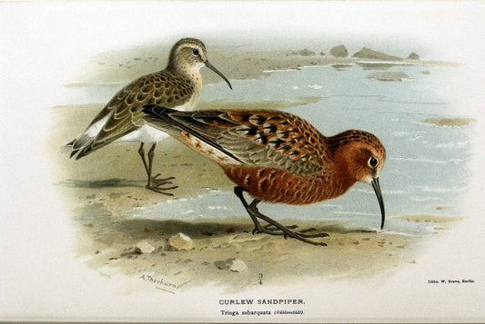 Coloured figures of the birds of the British Islands / issued by Lord Lilford. London :R | Birds "Great Britain" "Pictorial works"  | Vintage Print Reproduction 455322