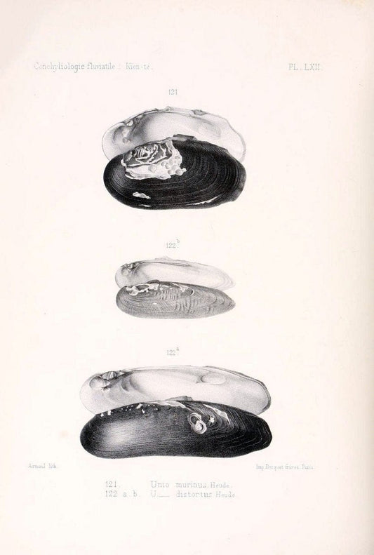 Conchyliologie fluviatile de la province de Nanking et de la Chine centrale /.Paris :Savy,[1875-1885]. | China Mollusks "Nanjing (Jiangsu Sheng)"  | Vintage Print Reproduction 455323