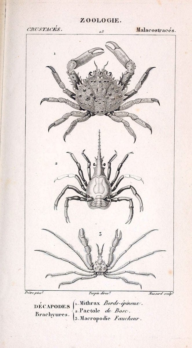 ConsidÃ©rations gÃ©nÃ©rales sur la classe des crustacÃ©s :.Paris :F.G. Levrault,1825.  | Crustacea France Zoology  | Vintage Print Reproduction 455325