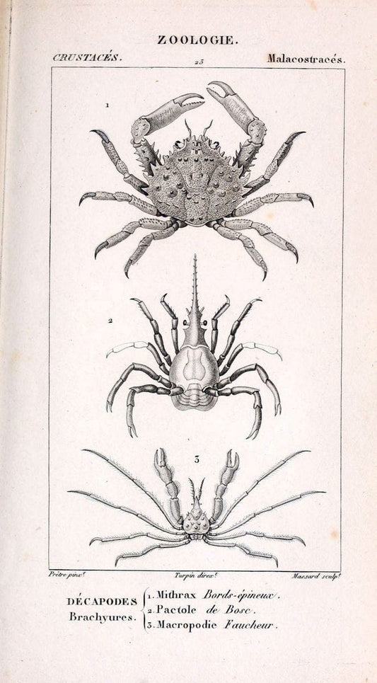 ConsidÃ©rations gÃ©nÃ©rales sur la classe des crustacÃ©s :.Paris :F.G. Levrault,1825.  | Crustacea France Zoology  | Vintage Print Reproduction 455325