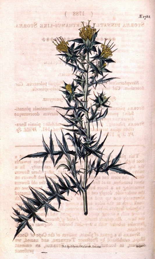 Curtis's botanical magazine. London ; New York [etc.] :Academic Press [etc.]. | "Botanical illustration" Botany Periodicals "Pictorial works" "Plants, Ornamental"  | Vintage Print Reproduction 455326