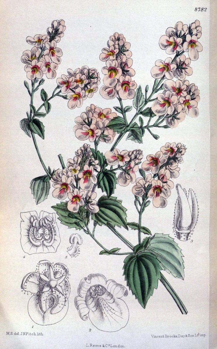 Curtis's botanical magazine. London ; New York [etc.] :Academic Press [etc.]. | "Botanical illustration" Botany Periodicals "Pictorial works" "Plants, Ornamental"  | Vintage Print Reproduction 455327