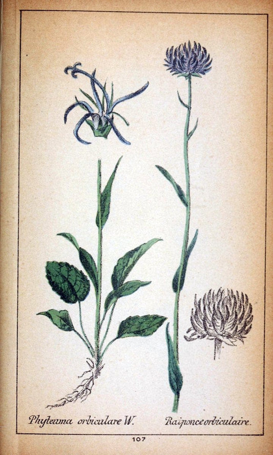 Choix de plantes de l'Europe centrale et particuliÃ¨rement de la Suisse et de la SavoieGe | Europe Central "Pictorial works" Plants "Savoy (France and Italy)" Switzerland  | Vintage Reproduction 455328