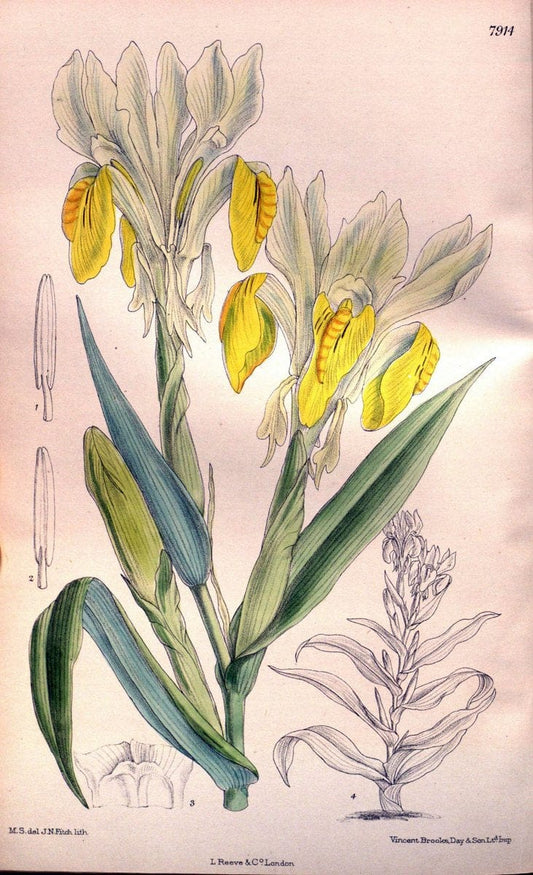 Curtis's botanical magazine. London ; New York [etc.] :Academic Press [etc.]. | "Botanical illustration" Botany Periodicals "Pictorial works" "Plants, Ornamental"  | Vintage Print Reproduction 455330