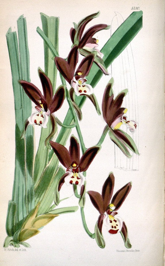 Curtis's botanical magazine. London ; New York [etc.] :Academic Press [etc.]. | "Botanical illustration" Botany Periodicals "Pictorial works" "Plants, Ornamental"  | Vintage Print Reproduction 455332