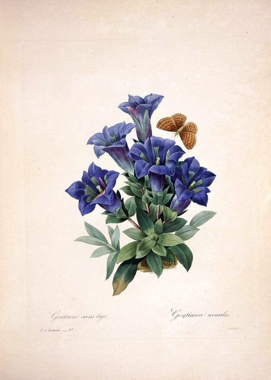 Choix des plus belles fleurs :.Paris:Ernest Panckoucke,[1833].. |  | Vintage Print Reproduction 455333