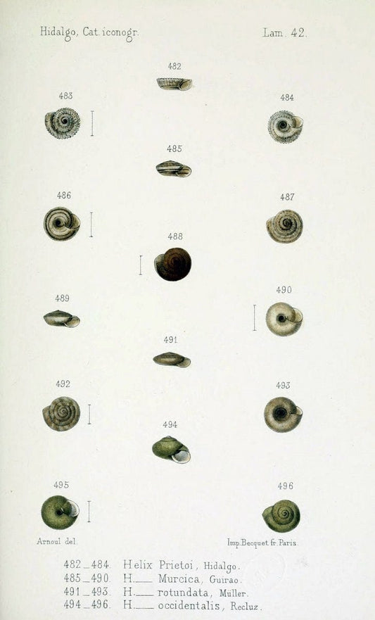 Catalogo iconografico y descriptivo de los moluscos terrestres de EspaÃ Â±a, Portugal y la | "Balearic Islands" Mollusks Portugal Spain  | Vintage Print Reproduction 455334