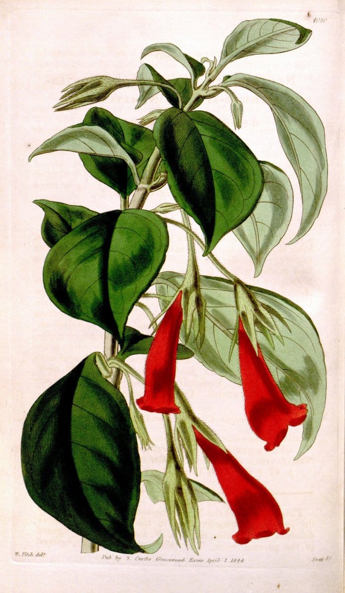 Curtis's botanical magazine. London ; New York [etc.] :Academic Press [etc.]. | "Botanical illustration" Botany Periodicals "Pictorial works" "Plants, Ornamental"  | Vintage Print Reproduction 455335